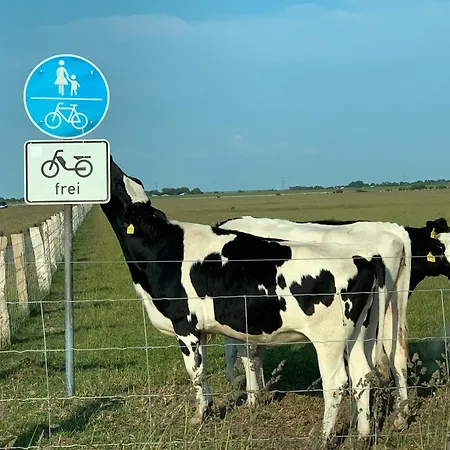 Reetdachkate Muellerhaus Von 1860