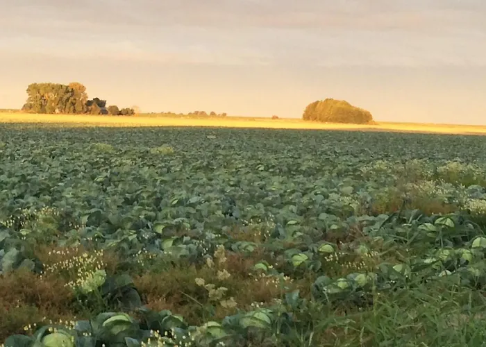 Reetdachkate Muellerhaus Von 1860